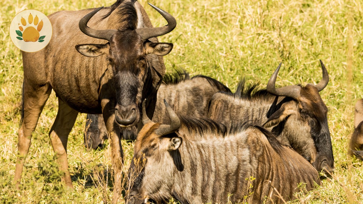 Kenya Safari Budget Guide for Spanish Speakers (2026 Prices) - photo 2