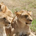 Kenya safari conservation experiences cost: $80-$200 -- Photo by Brett Bennett on Pexels