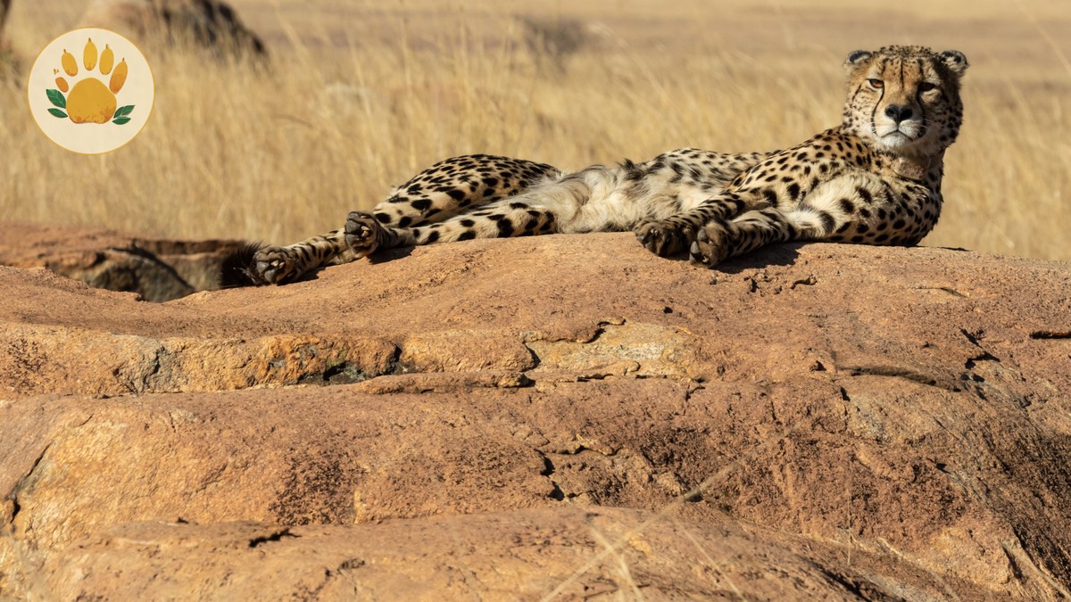 Kenya Safari Costs Guide for German Speakers (2026) - photo 1