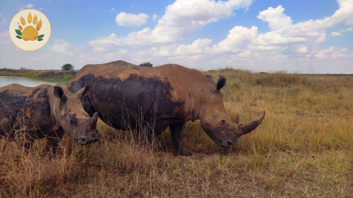 kenya safari how dusty are roads: 7 Comfort Tips - photo 2