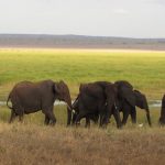 Kenya Safari Family Meal Plans: 7-Day Menu Costs -- Photo by Bushland Adventure Travel on Pexels