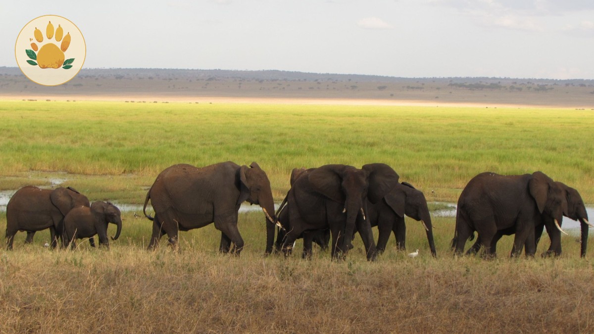 Kenya Safari Family Meal Plans: 7-Day Menu Costs -- Photo by Bushland Adventure Travel on Pexels