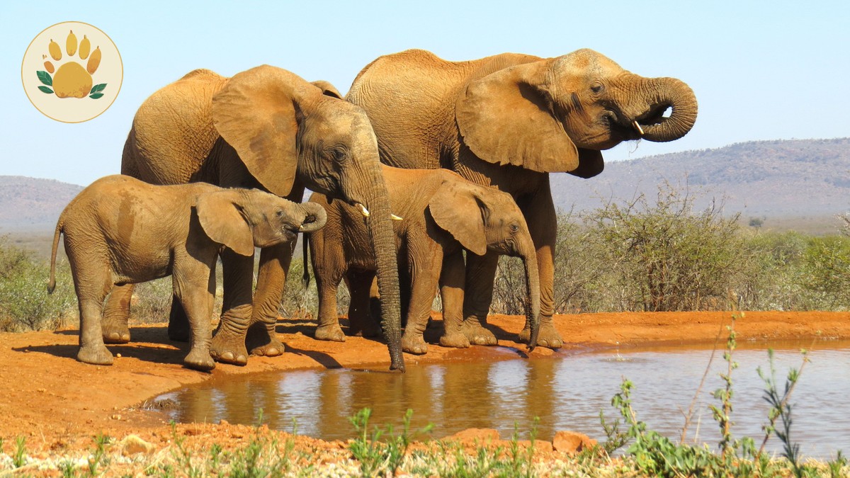 Kenya Safari Family Meal Plans: 7-Day Menu Costs - photo 2