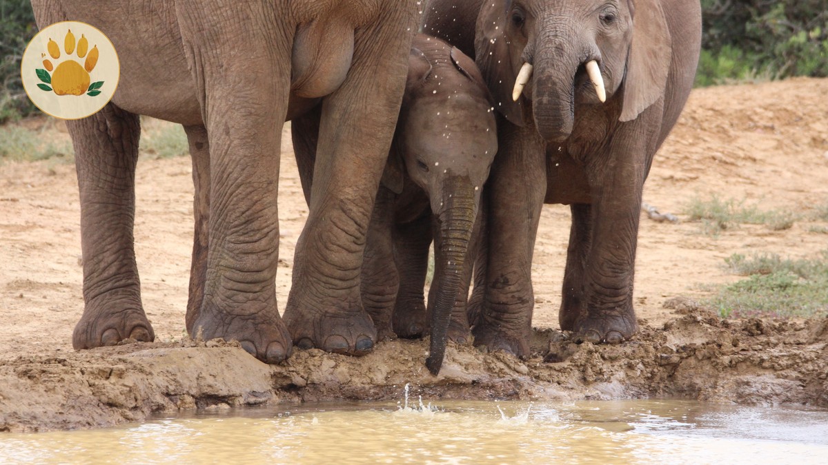 Kenya Safari for Arabic Speakers: Family, Food, Privacy - photo 2