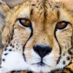 kenya safari group joining cost guide: $340-$1,180 -- Photo by Piet Bakker on Pexels