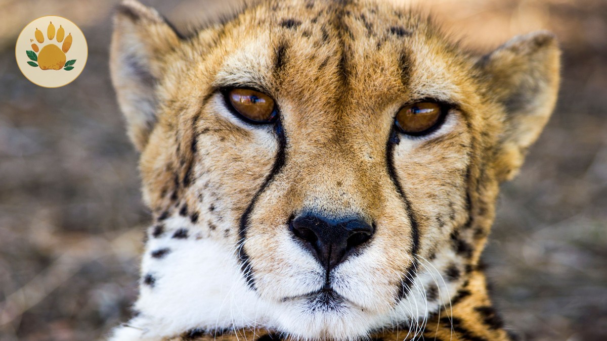 kenya safari group joining cost guide: $340-$1,180 -- Photo by Piet Bakker on Pexels
