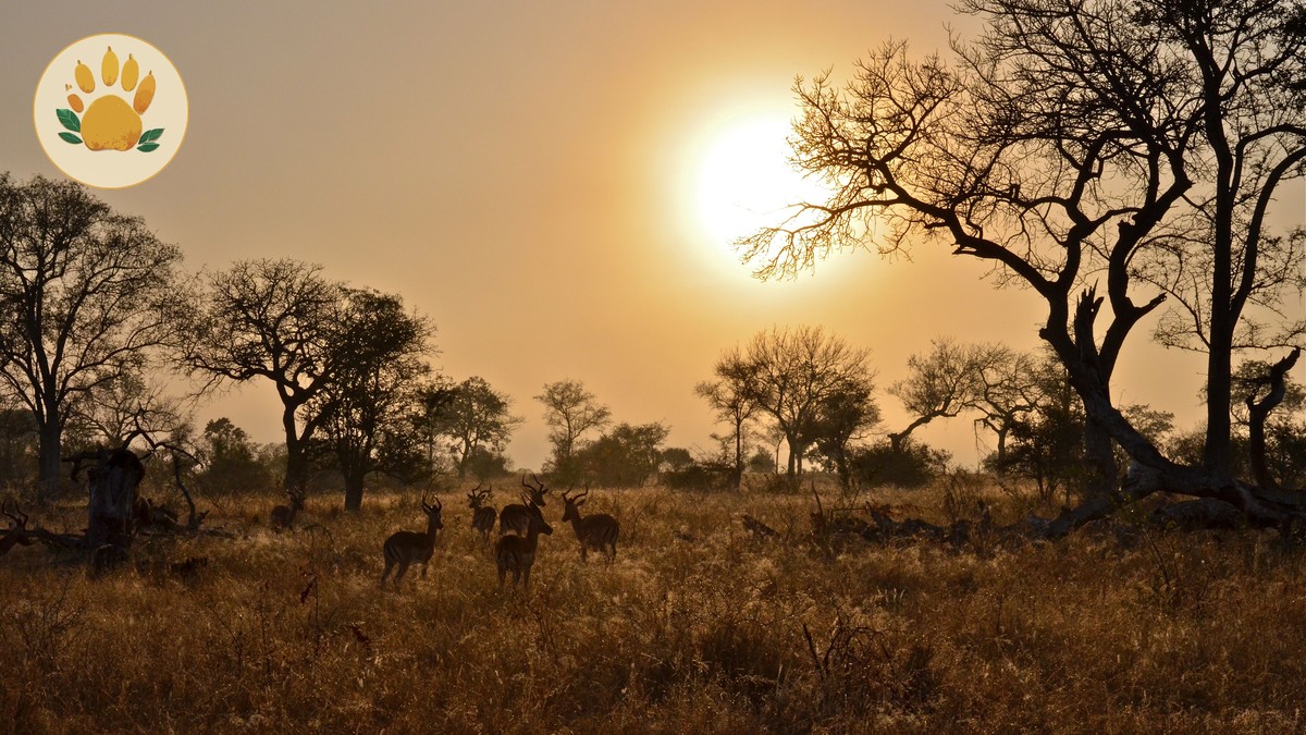 Kenya Safari Guide for Arabic Speakers: Halal Trip Planning - photo 1