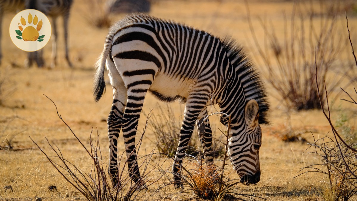 Kenya Safari for Chinese Travelers: eTA, Costs, Parks -- Photo by Francesco Ungaro on Pexels