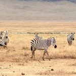 Dutch-Speaking Kenya Safari Guides: Costs, Parks and Timing -- Photo by Brett Bennett on Pexels