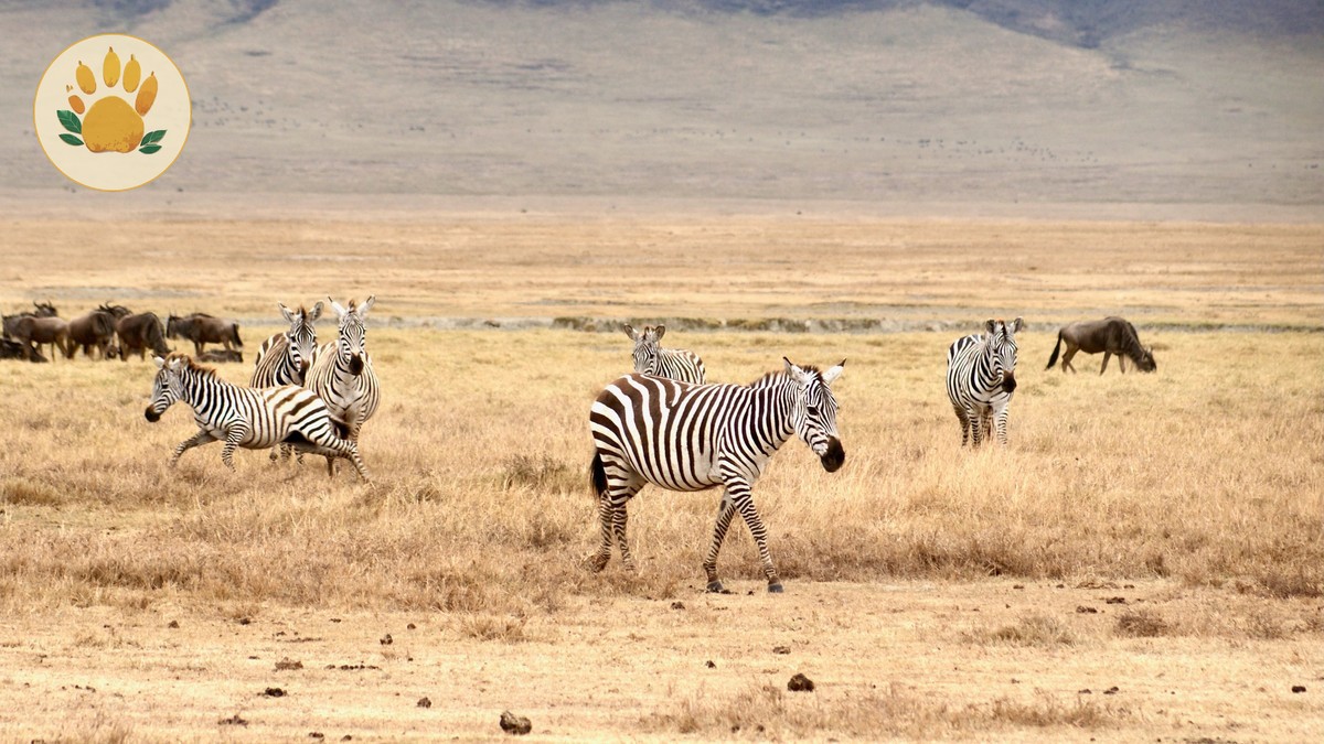 Dutch-Speaking Kenya Safari Guides: Costs, Parks and Timing -- Photo by Brett Bennett on Pexels