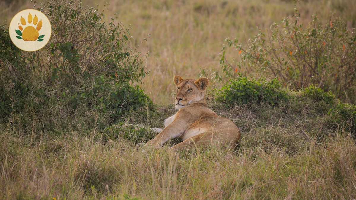 kenya safari guide for french speakers: Plan Your Trip - photo 2