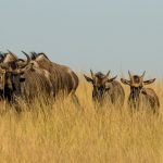 Marathi Speaker's Kenya Safari: Guides, Cost, Route -- Photo by Charmain Jansen van Rensburg on Pexels