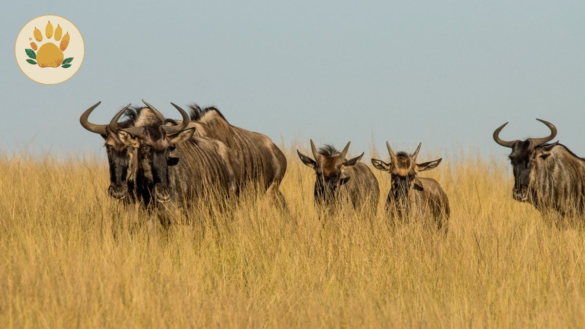 Marathi Speaker's Kenya Safari: Guides, Cost, Route -- Photo by Charmain Jansen van Rensburg on Pexels