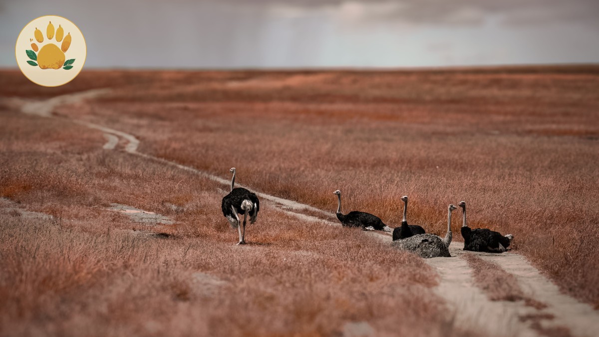 kenya safari guide polish speakers: 7 Booking Checks -- Photo by Himanshu Jungi on Pexels