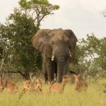 Spanish-Speaking Safari in Kenya: Prices, Route, and Tips -- Photo by Charmain Jansen van Rensburg on Pexels