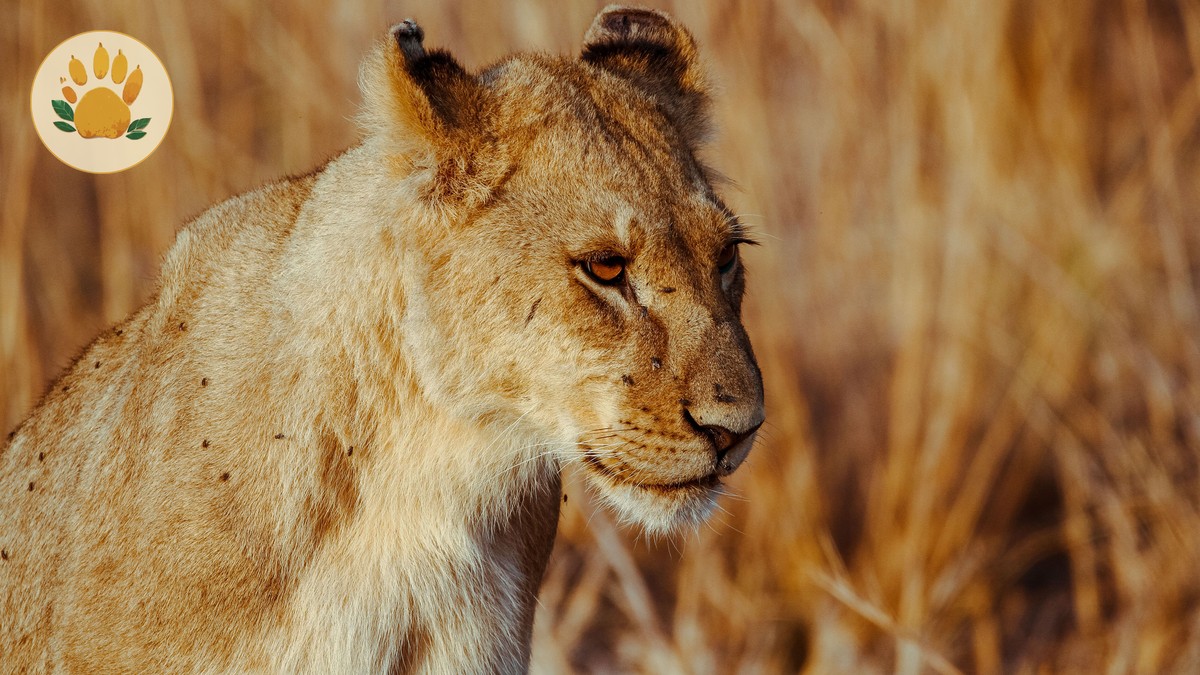 Kenya Safari Guides Chinese Speakers: 7 Booking Checks - photo 1
