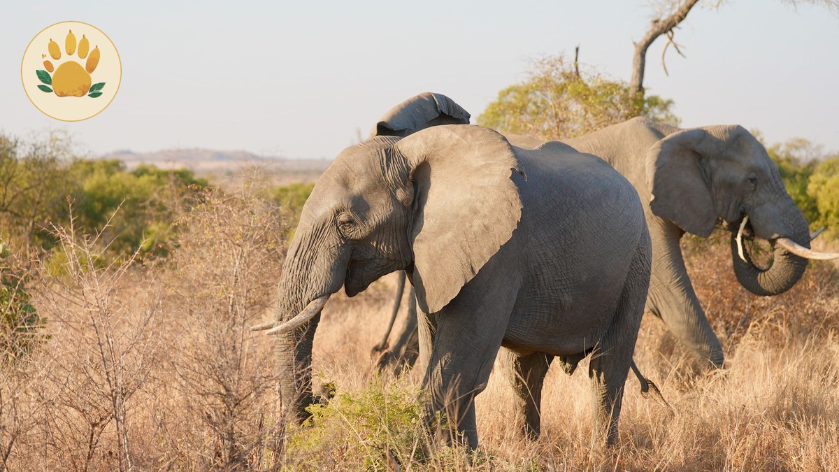 Kenya safari guides dutch speakers: 7-Day Plan -- Photo by Zhang Thomas on Pexels