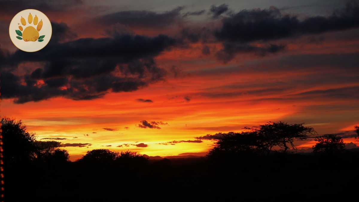 Kenya safari guides dutch speakers: 7-Day Plan - photo 1