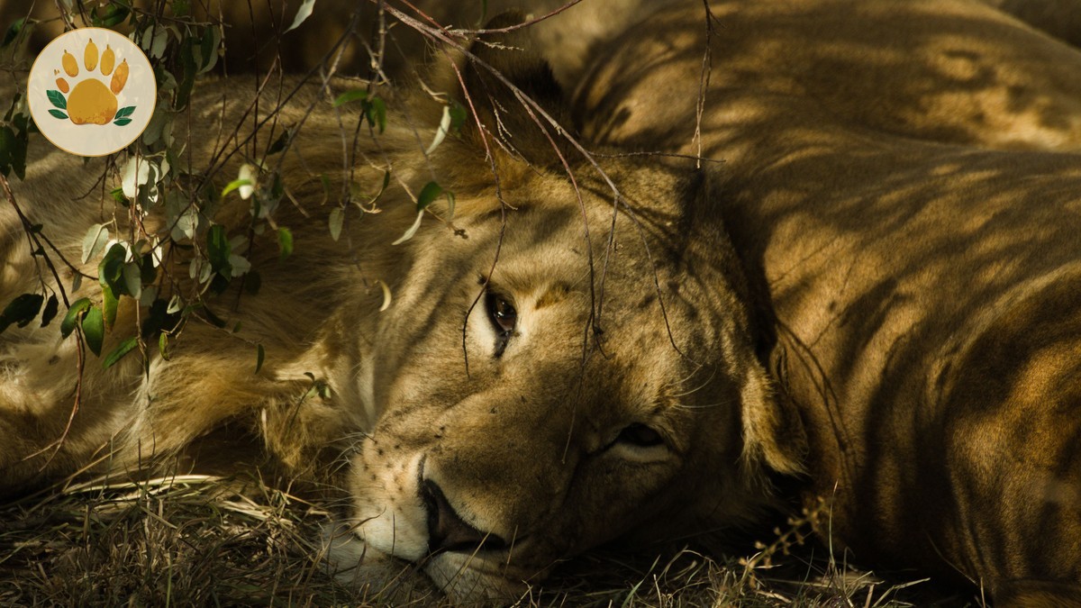 Kenya Safari Halal Food: A Guide for Muslim Travelers