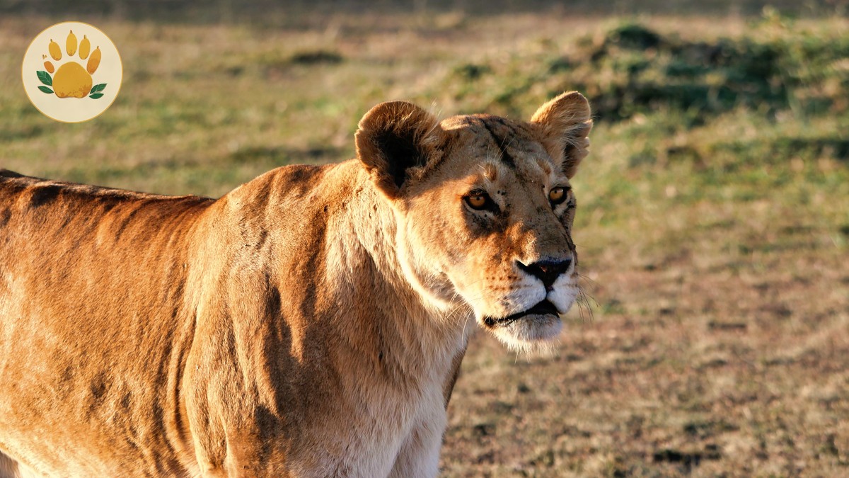 Kenya Safari Halal Food: A Guide for Muslim Travelers - photo 1