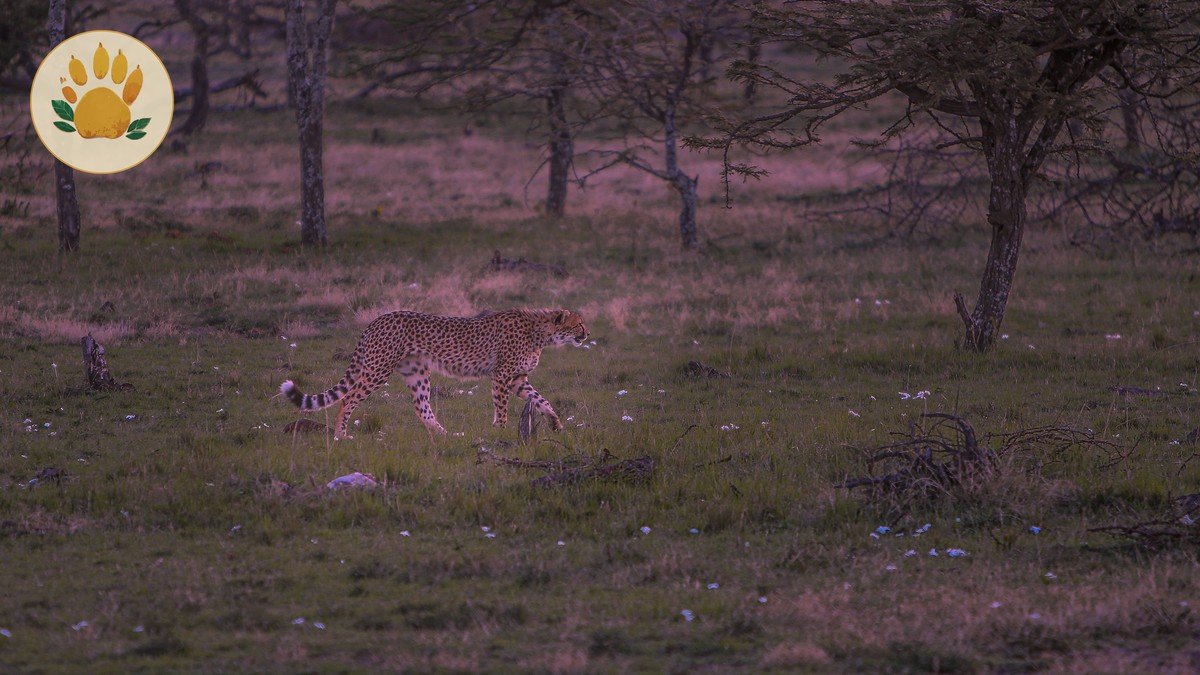 Kenya Safari Halal Food: A Guide for Muslim Travelers - photo 2