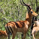 Kenya Safari Holiday Guide for Indonesian Speakers