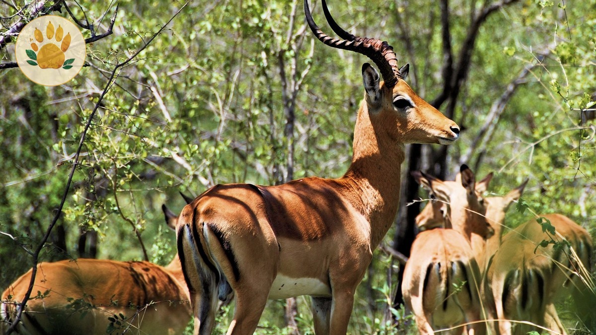 Kenya Safari Holiday Guide for Indonesian Speakers