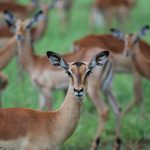 Kenya Safari Itinerary Guide for Cantonese Speakers