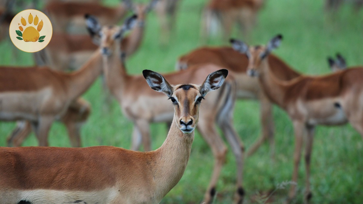 Kenya Safari Itinerary Guide for Cantonese Speakers