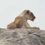 Kenya Safari Itinerary Guide for Czech Speakers (2026)