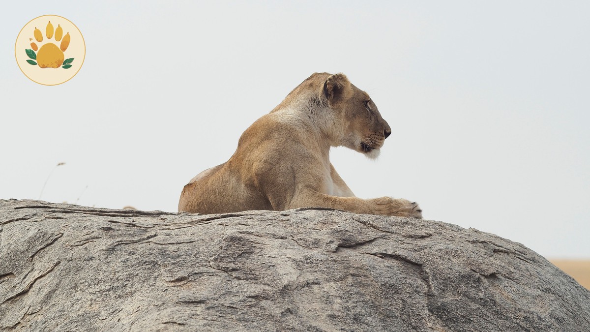 Kenya Safari Itinerary Guide for Czech Speakers (2026)