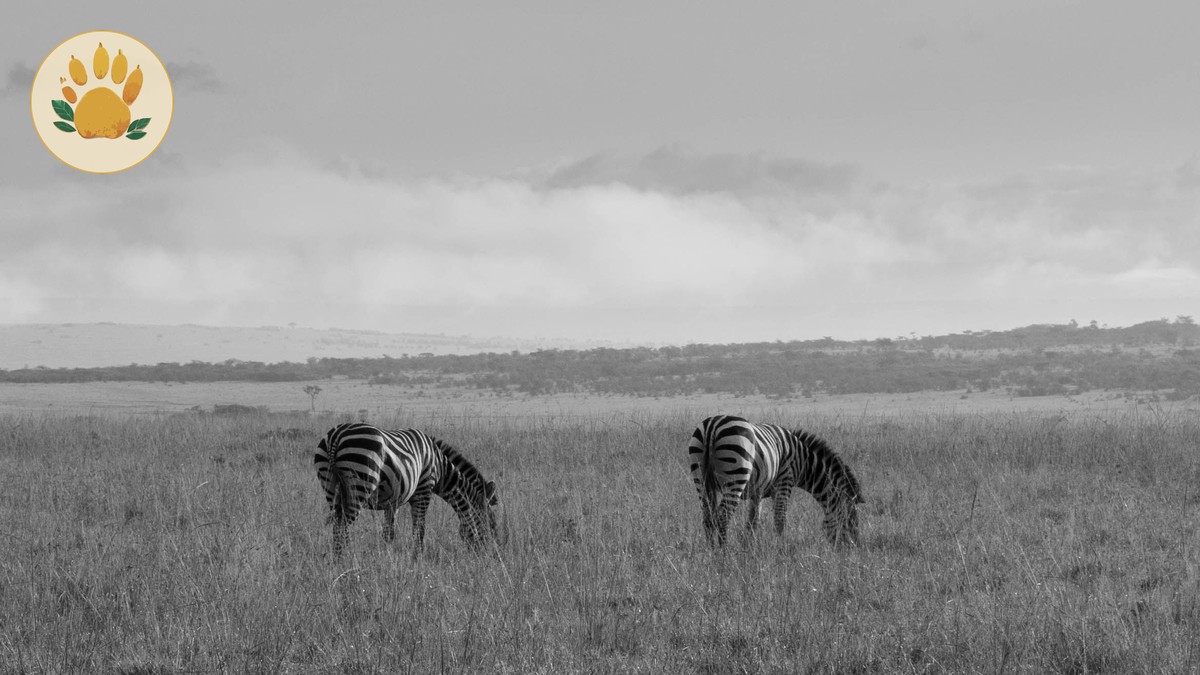 Kenya Safari Itinerary Guide for Czech Speakers (2026) - photo 2