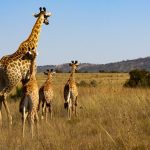 Kenya Safari Itinerary Guide for Hindi Speakers (2026)