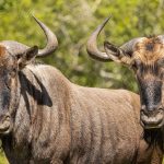 Kenya Safari in June: Migration Arrival Timing