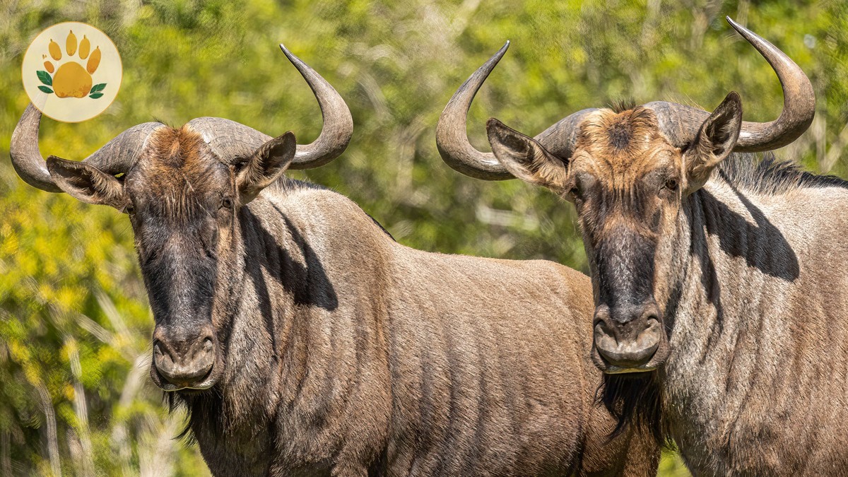 Kenya Safari in June: Migration Arrival Timing
