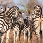 Kenya Safari Malaria Prevention Options: Pick Pills -- Photo by Frans van Heerden on Pexels