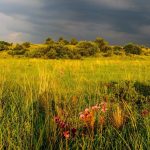 Kenya Safari in May: Green Season Deals Guide