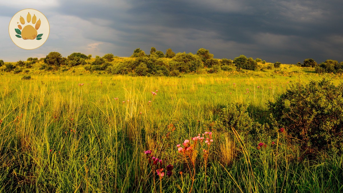 Kenya Safari in May: Green Season Deals Guide