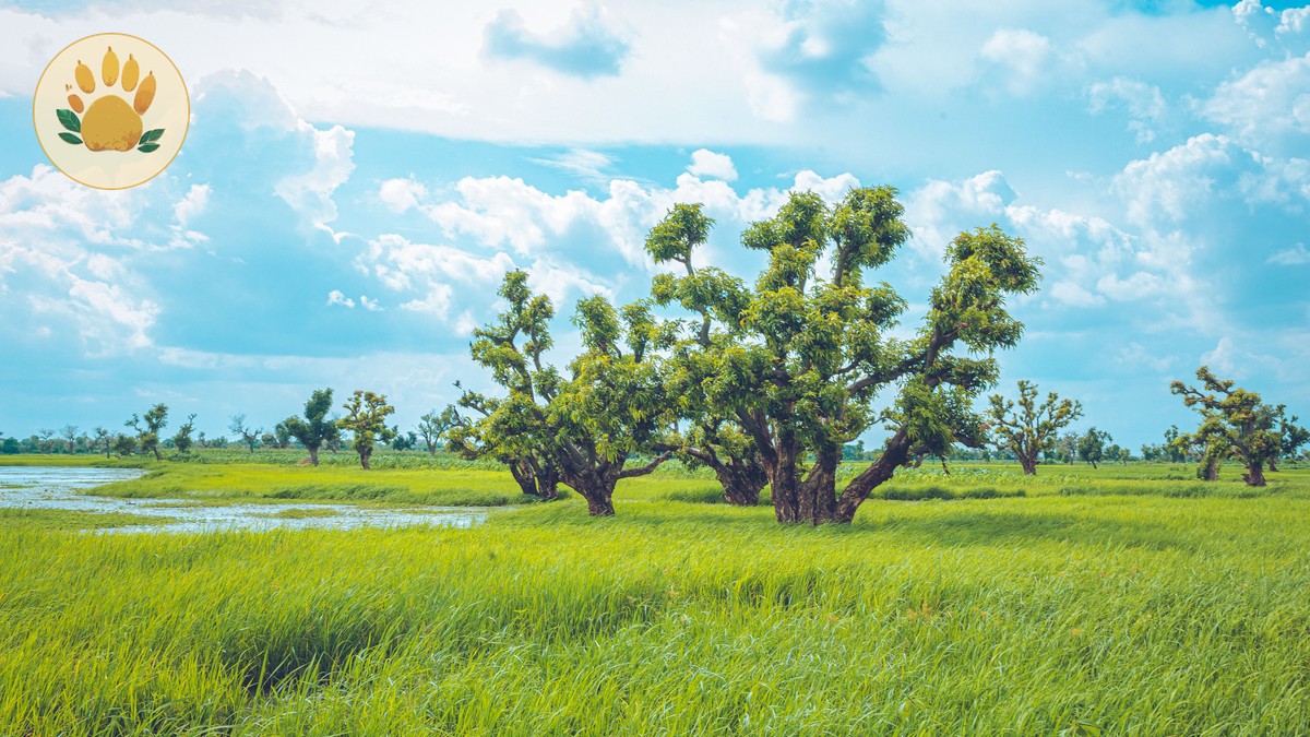 Kenya Safari in May: Green Season Deals Guide - photo 1
