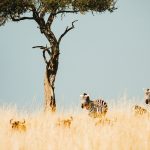 Kenya Safari October After Migration: What to Expect