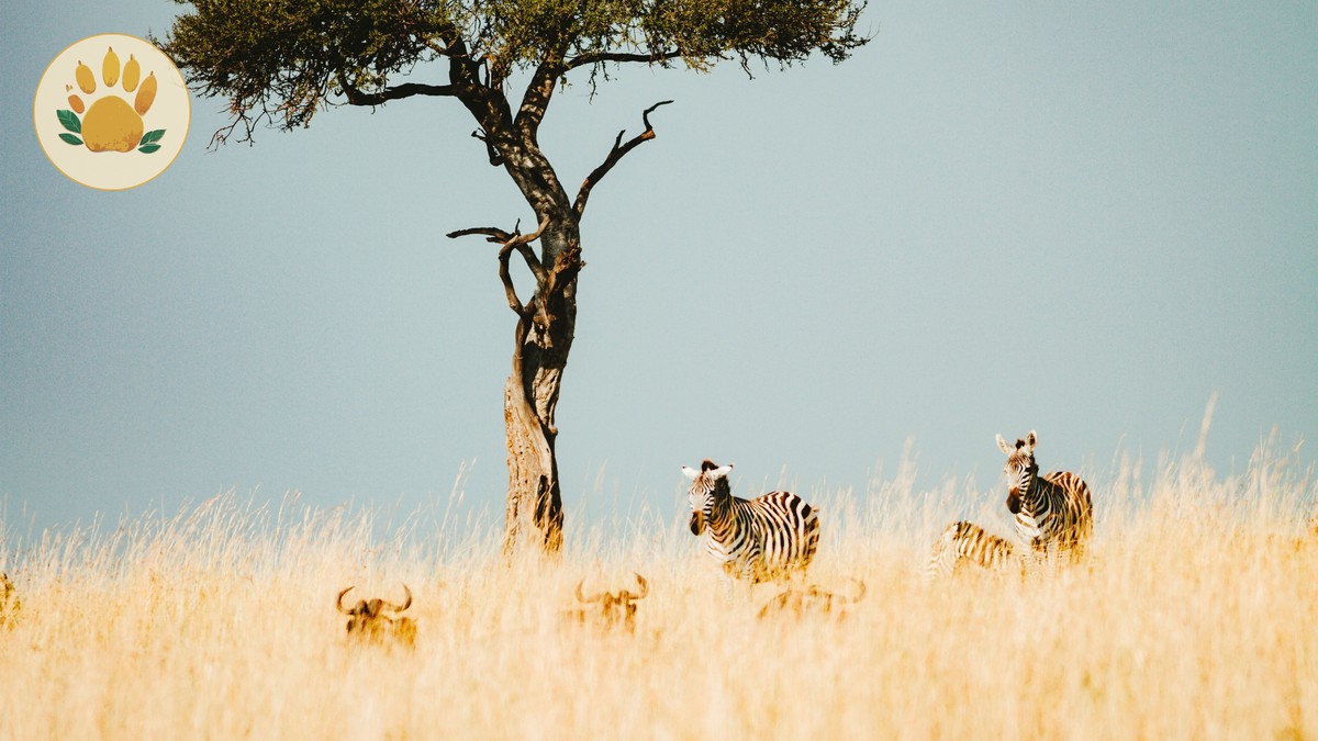 Kenya Safari October After Migration: What to Expect