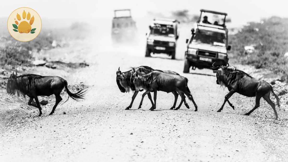 Kenya Safari October After Migration: What to Expect - photo 1