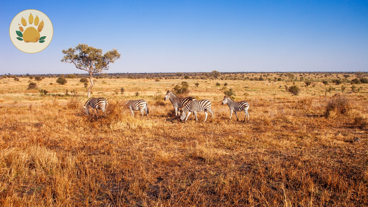 Kenya Safari October After Migration: What to Expect - photo 2