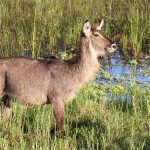 Kenya Safari Packing List for French Speakers (2026 Guide)