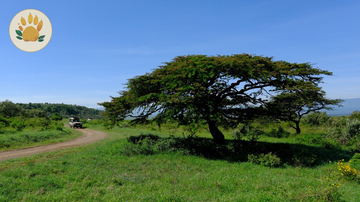 Kenya Safari Planning Guide for French Speakers (2026) - photo 2