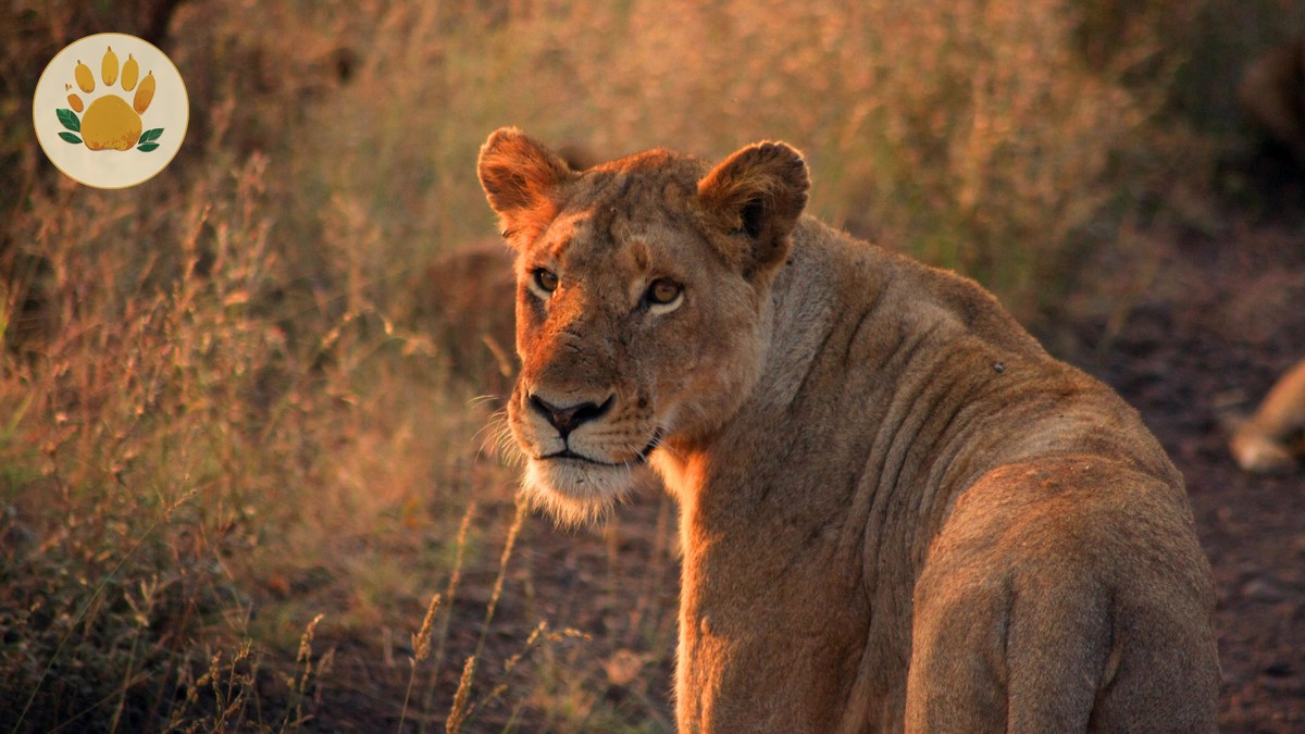 Kenya Safari Planning Guide for Italian Speakers (2026) - photo 1