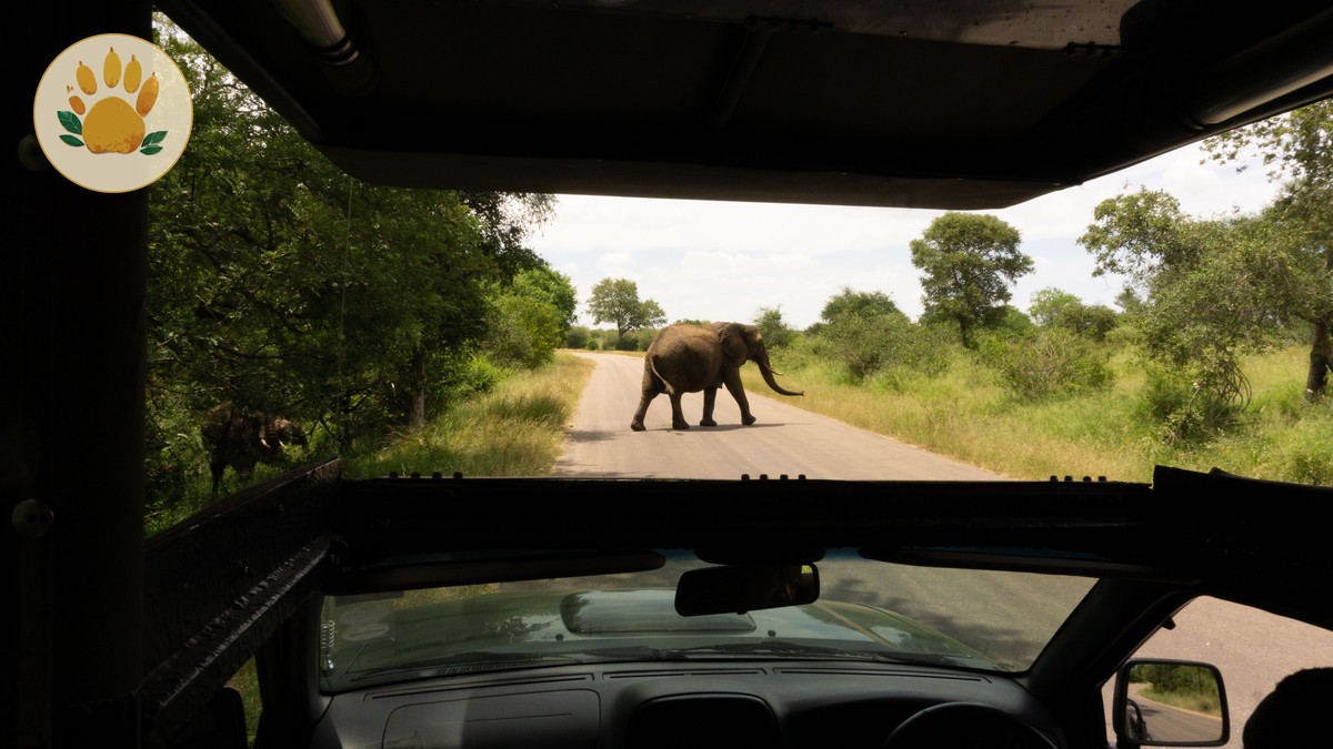 Kenya Safari Planning Guide for Portuguese Speakers - photo 2