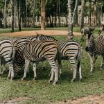 Kenya safari private guide price: $40-$50 Per Day -- Photo by Anna Tarazevich on Pexels