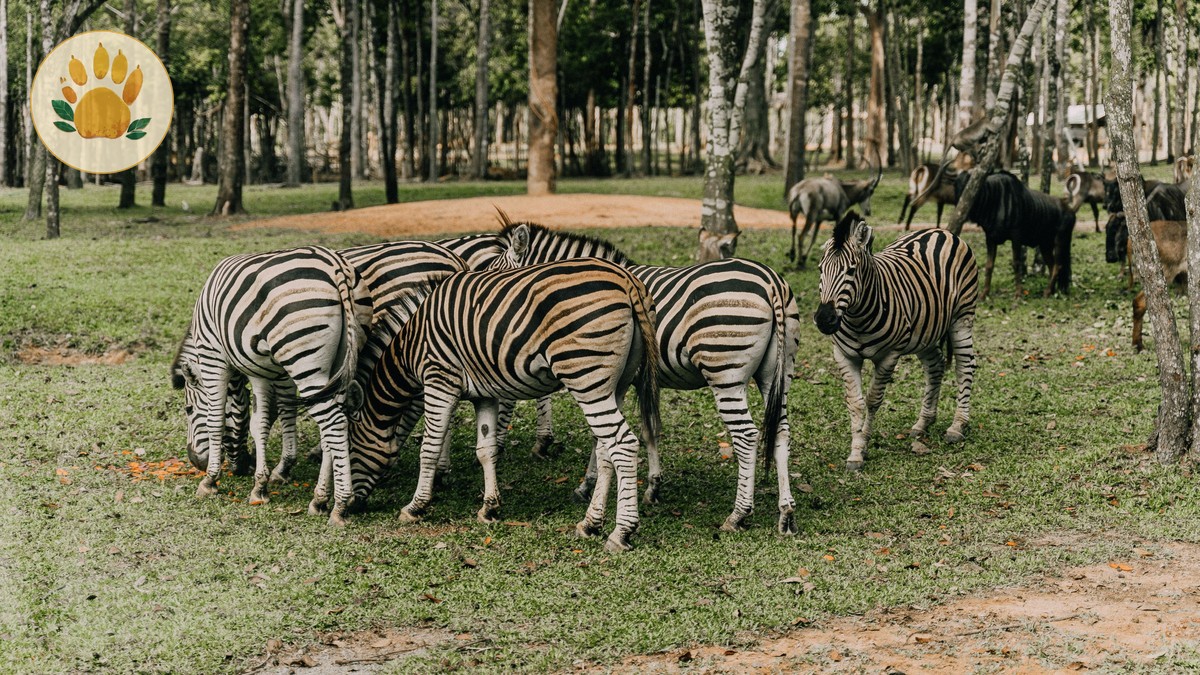 Kenya safari private guide price: $40-$50 Per Day -- Photo by Anna Tarazevich on Pexels