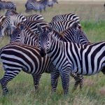 kenya safari proposal package ideas: 7 Romantic Plans -- Photo by Laura Phillips on Pexels